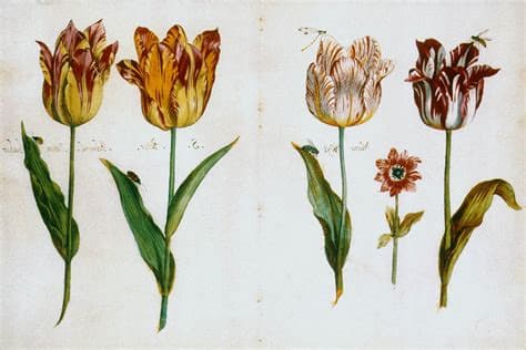 Tulip Mania: Lessons from the 17th century